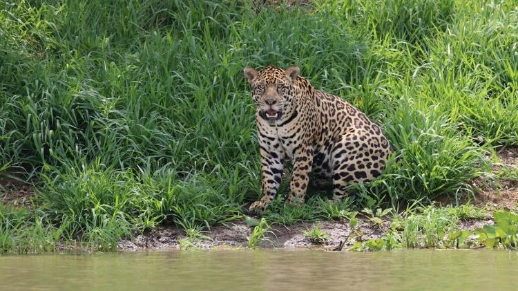Onça-pintada na região da Serra do Amolar Onça-pintada na região da Serra do Amolar