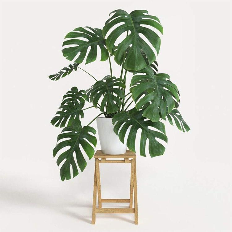 Monstera deliciosa Monstera deliciosa