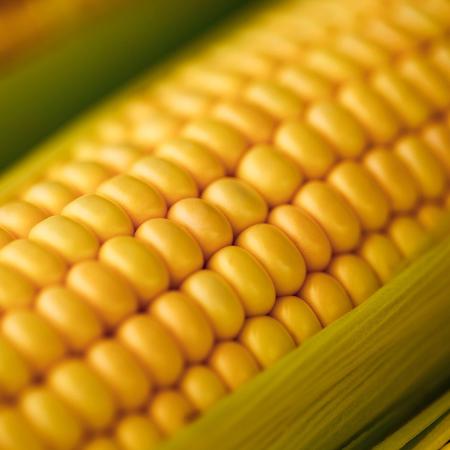 Substância pode ser obtida por meio da ingestão de alimentos como o milho - Joao Bento da Silva/Getty Images/iStockphoto