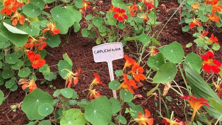 Horta das Flores, na Mooca - Reprodução Instagram