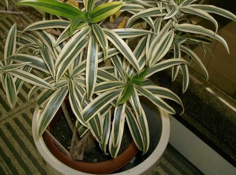 Dracaena reflexa se adapta a vários ambientes e tipos de vasos - KENPEI - KENPEI