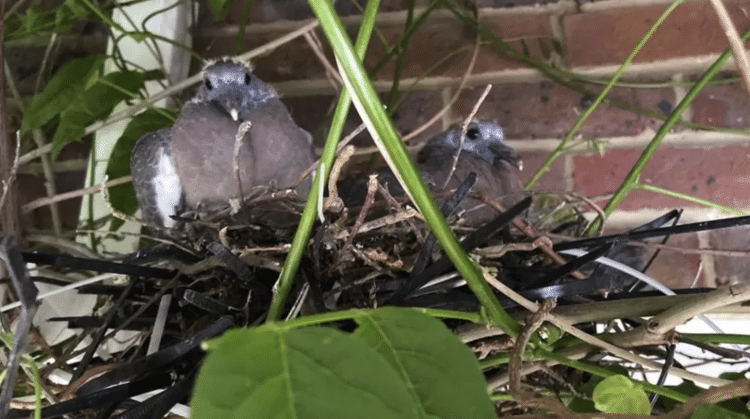 Pigeons at a construction site in Sussex used pieces of plastic in their nests - Matthew Irish - Matthew Irish
