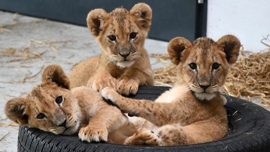 Leões filhotes resgatados em metrô da Ucrânia  - Reprodução/Wildcat Sanctuary
