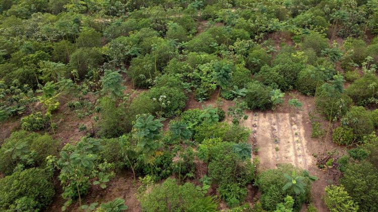 Vista aérea de uma antiga fazenda de gado sendo reflorestada pela Mombak na região amazônica