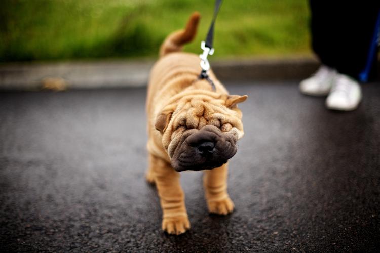 Shar pei Shar pei