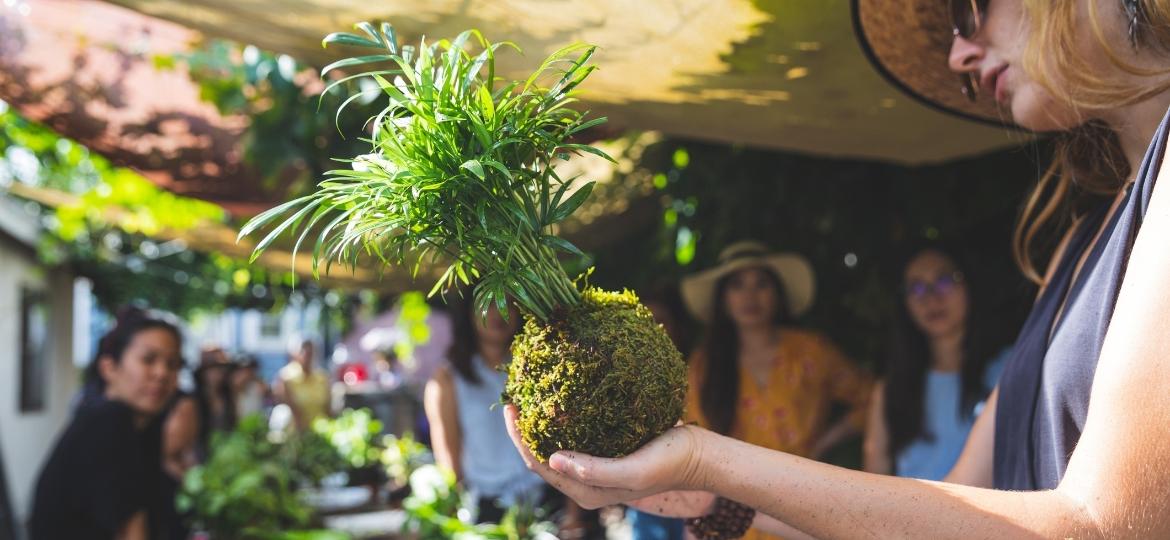 Kokedama é uma técnica japonesa para cultivo de plantas em bolas de musgo - Getty Images/iStockphoto