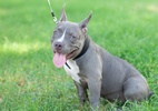 Menino de 4 anos morre após ataque de cão American Bully nos EUA