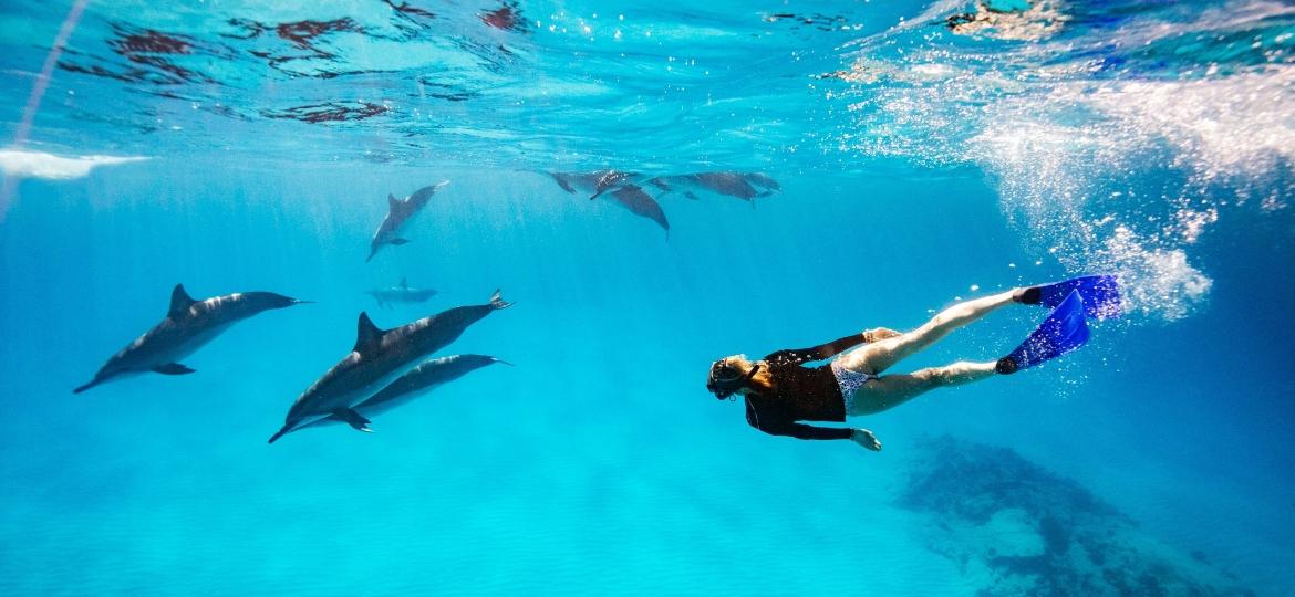 Quer nadar com golfinhos sem prejudicá-los? É possível - Getty Images