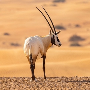 O Órix-da-arábia é um dos animais preservados na instituição. - Matthew Starling/Getty Images/iStockphoto - Matthew Starling/Getty Images/iStockphoto