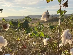 A força do algodão agroecológico no agreste da Paraíba