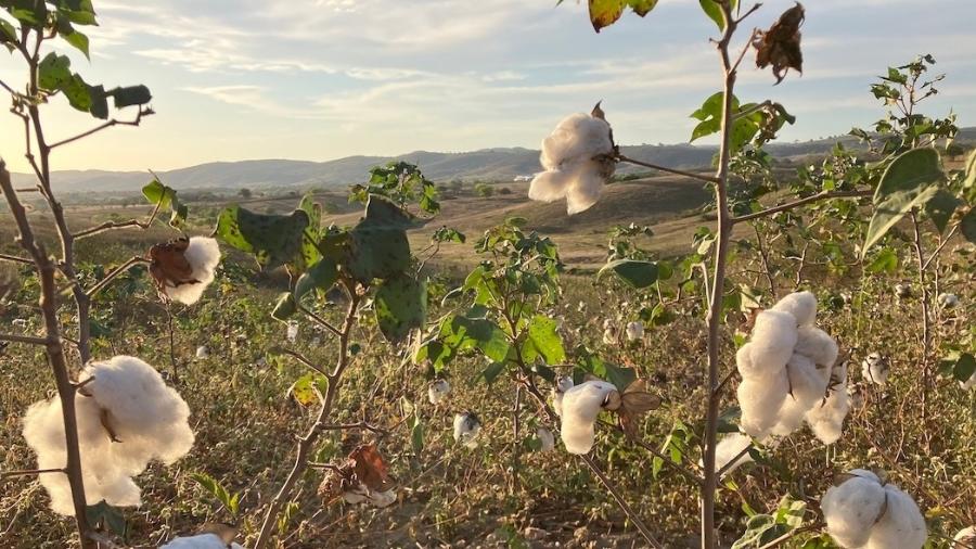 Plantação de algodão agroecológico em Ingá (PB)