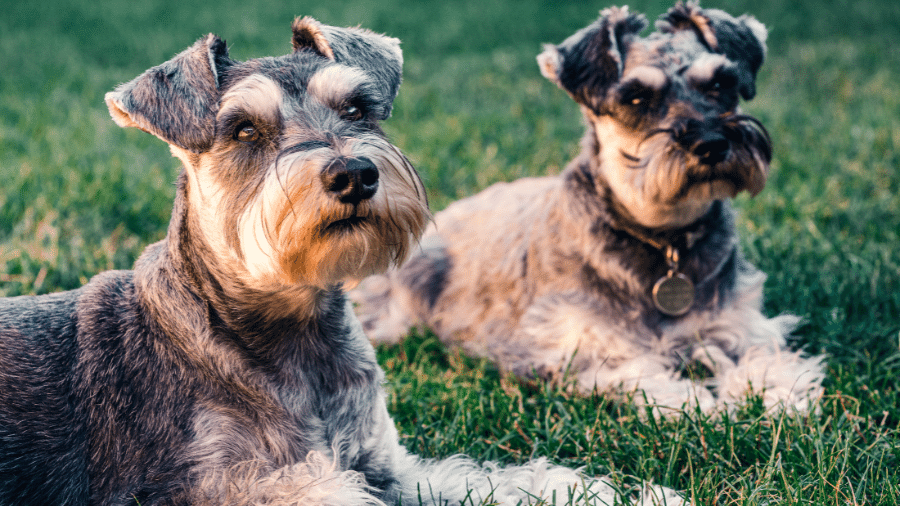O Schnauzer tem uma pelagem densa, que solta menos do que outras raças