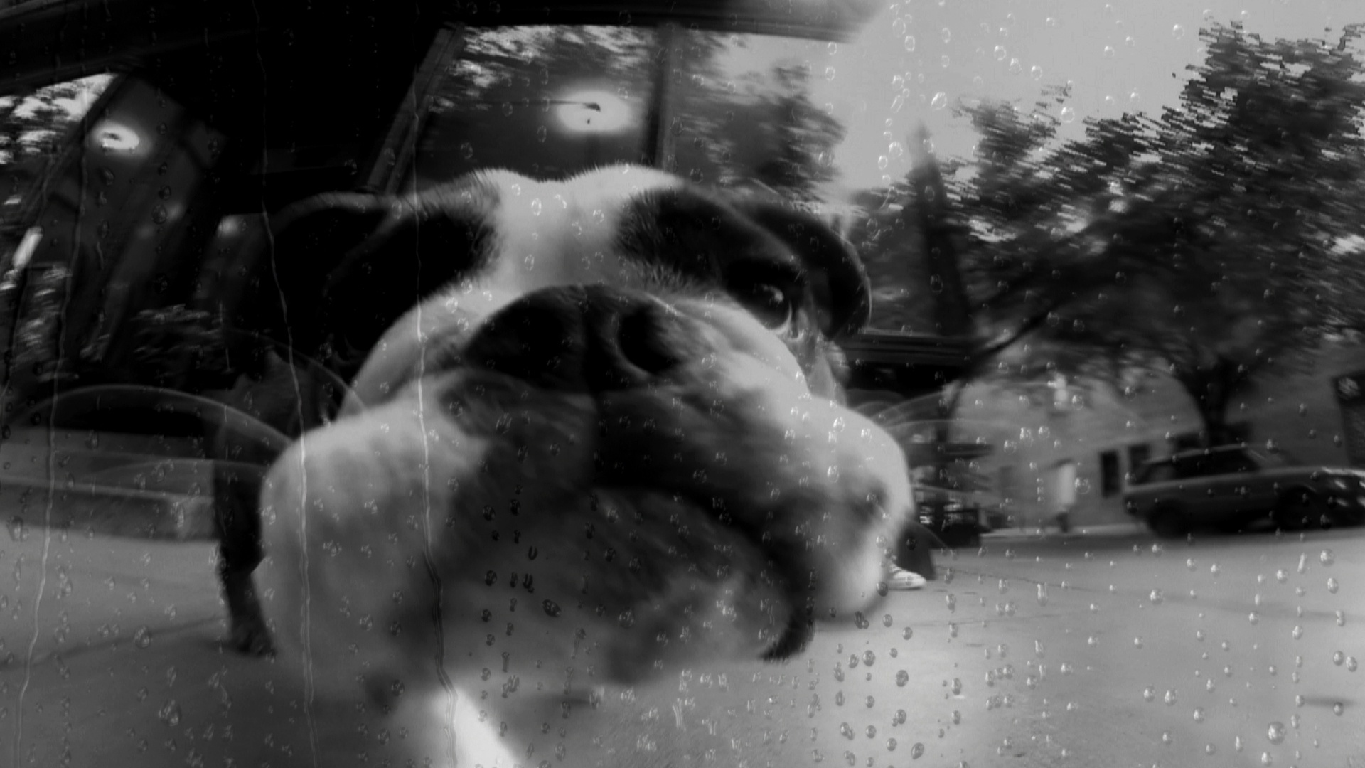 Cena de "Coração de Cachorro" - Divulgação