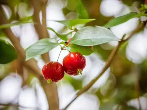 Chá de pitangueira: 5 benefícios da planta, como preparar e cuidados