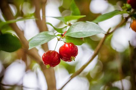 Pitangueira (Eugenia uniflora)