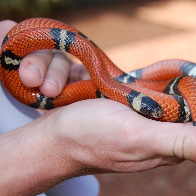 Cobras venenosas em Santa Catarina; saiba mais e quais os cuidados - NSC  Total