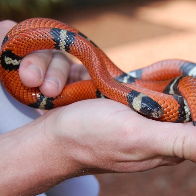 Desespero! Criança é picada após pisar em serpente venenosa; vídeo, Curiosidades