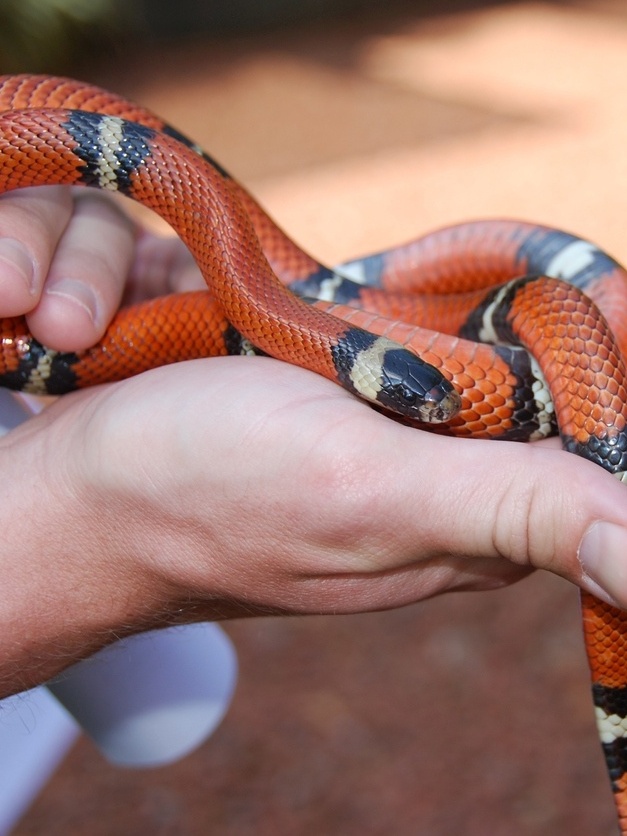 Cobras matam nove mil pessoas em Moçambique a cada ano