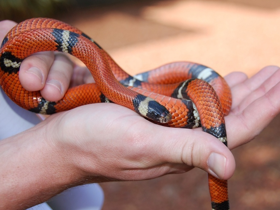 Jogo de cobra com rio na floresta