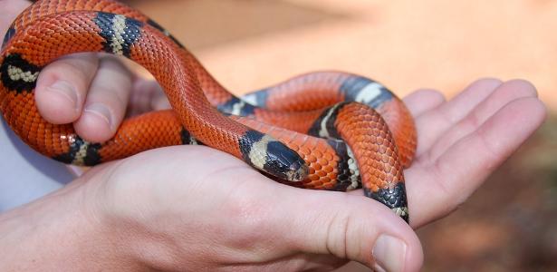 Serpente marinha venenosa é encontrada na Califórnia – como ela chegou lá?