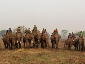 Técnicos de pesquisa se movimentam pelos campos montados em elefantes - National Trust for Nature Conservation (NTNC)/Divulgação - National Trust for Nature Conservation (NTNC)/Divulgação
