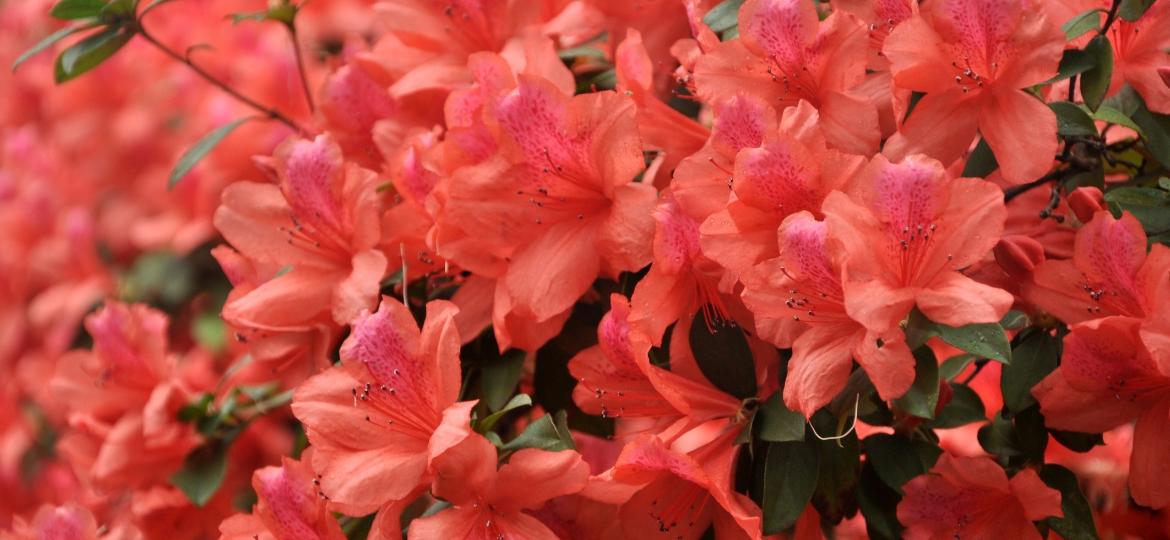 Azaleias vermelhas, uma das muitas variedades da flor  - Getty Images/iStockphoto