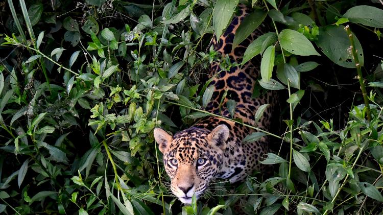 Vivara, antes de ser levada para a Amazônia.  - Adriano Gambarini/Onçafari - Adriano Gambarini/Onçafari