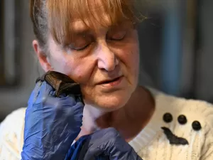 'Bat-mamãe', polonesa transforma sua casa em abrigo para morcegos: 'Filhos'