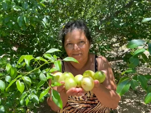 Entre caatinga e cerrado, povos tradicionais resgatam frutas nativas