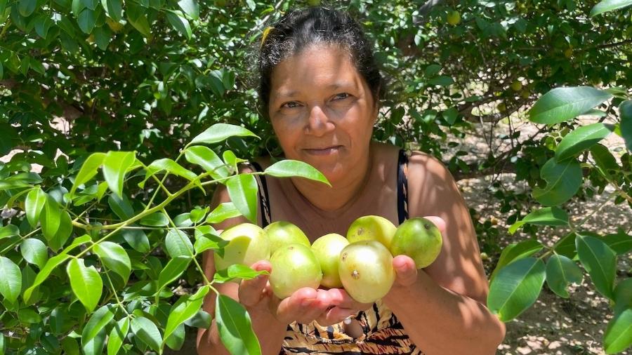 O umbu que Isbeni de Jesus Rodrigues coleta nas dez árvores de seu quintal em Porteirinha (MG) chega a render R$ 6 mil por safra