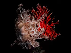Fotos incríveis mostram raros corais vermelhos no mar da Patagônia