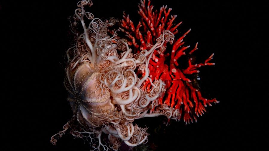 Uma estrela-cesta chilena, ou Gorgonocephalus chilensis, agarra-se a um hidrocoral vermelho, ou errina antártica, após cientistas fazerem a rara descoberta do coral, revelando um ecossistema anteriormente desconhecido na parte mais ao sul do continente americano, na Reserva Nacional Kawésqar, no Chile