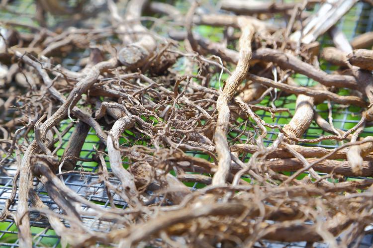 Raízes de kava em Vanuatu