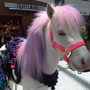 Pôneis são usados para entreter passageiros - Reprodução/Twitter/CVG - Reprodução/Twitter/CVG