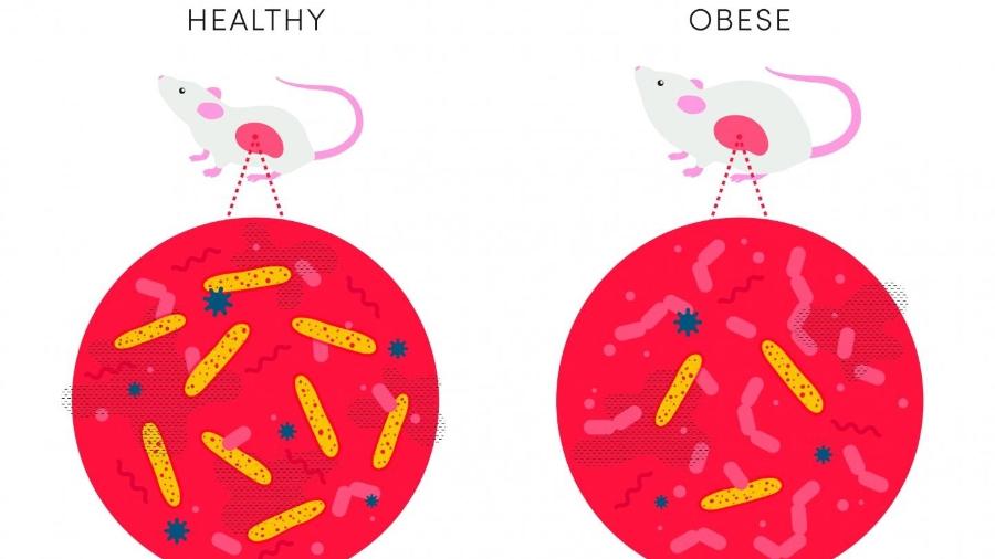 Um intestino saudável pode ter relação com a perda de peso - Luat Nguyen, University of Utah Health