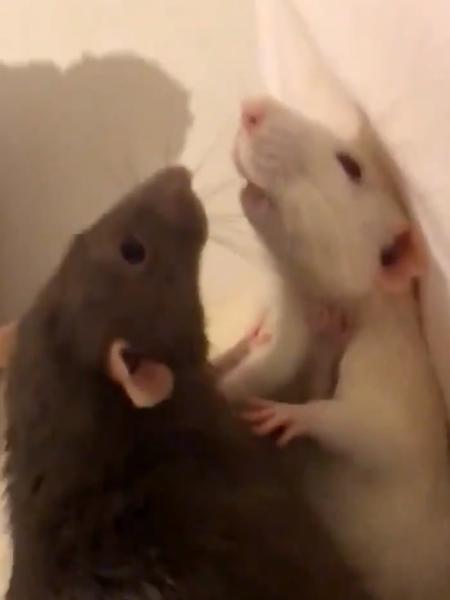 Ratinhos viram meme na web - Reprodução/Twiitter