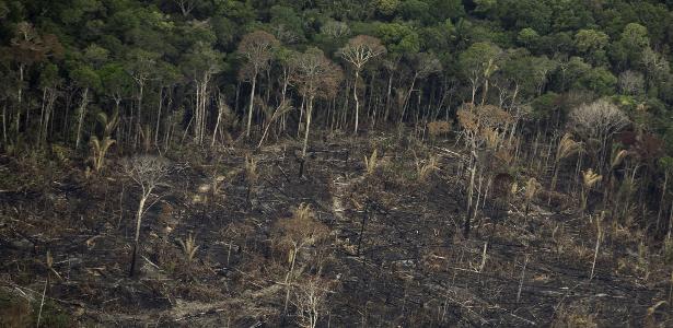 Desmatamento na Amazônia este ano é o maior desde 2015, aponta Inpe