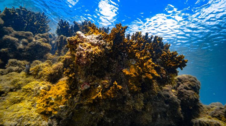Os recifes de corais são comunidades de animais e algas marinhas formadas principalmente por espécies de corais que se conectam por meio de um esqueleto de carbonato de cálcio. 
