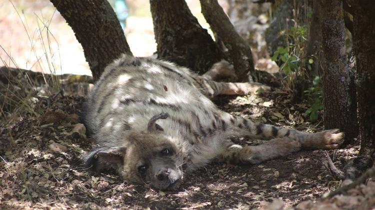 Scar foi resgatado de um zoológico da Jordânia em 2010 e, infelizmente, não pode ser solto na natureza. Hoje ele vive no santuário da organização.