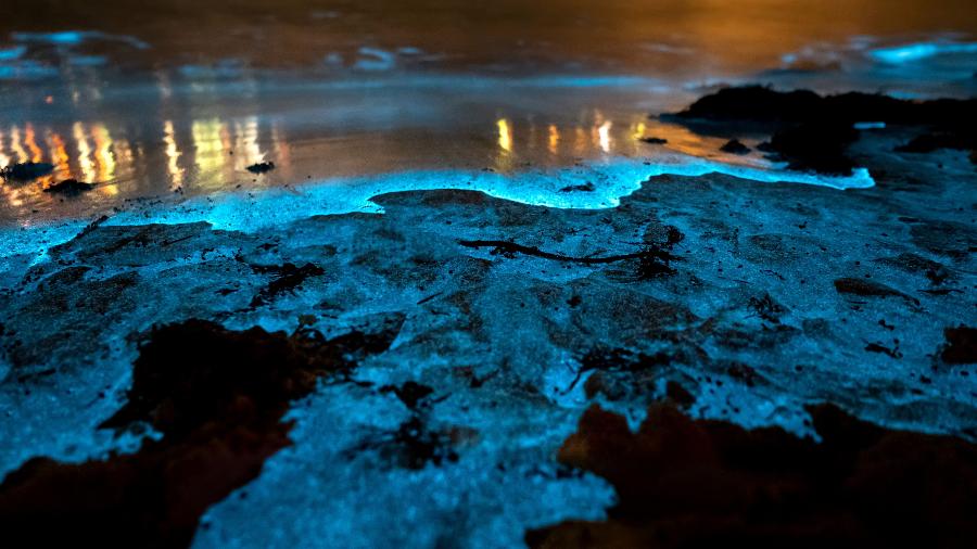 O fenômeno natural que deixa o mar bioluminescente encantou até Júlio Verne, que o descreveu em "20 Mil Léguas Submarinas"