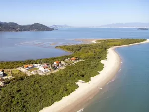 Mudanças climáticas: Florianópolis recupera manguezais para salvar a ilha