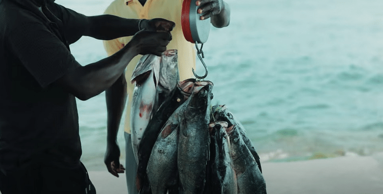 Os altos preços dos peixes de Migingo são o motivo da disputa por seu pequeno território