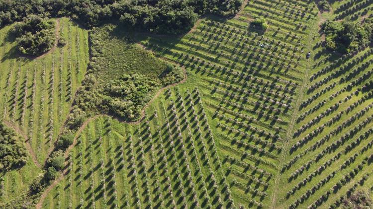 Fazenda Serra dos Tapes, em Canguçu (RS) Fazenda Serra dos Tapes, em Canguçu (RS)