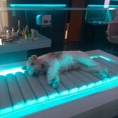 Cachorro Pirata, de "O Tempo não Para" - Arquivo pessoal - Arquivo pessoal