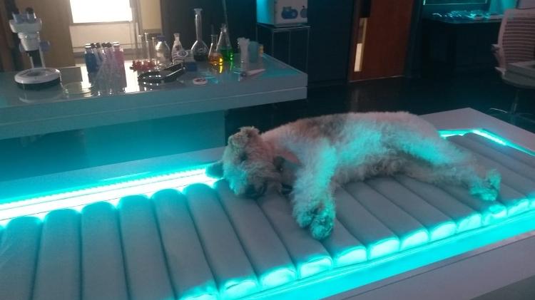 Veterinária explica que o cachorro Pirata aprendeu a ficar na cápsula por estímulo com petiscos - Arquivo pessoal - Arquivo pessoal