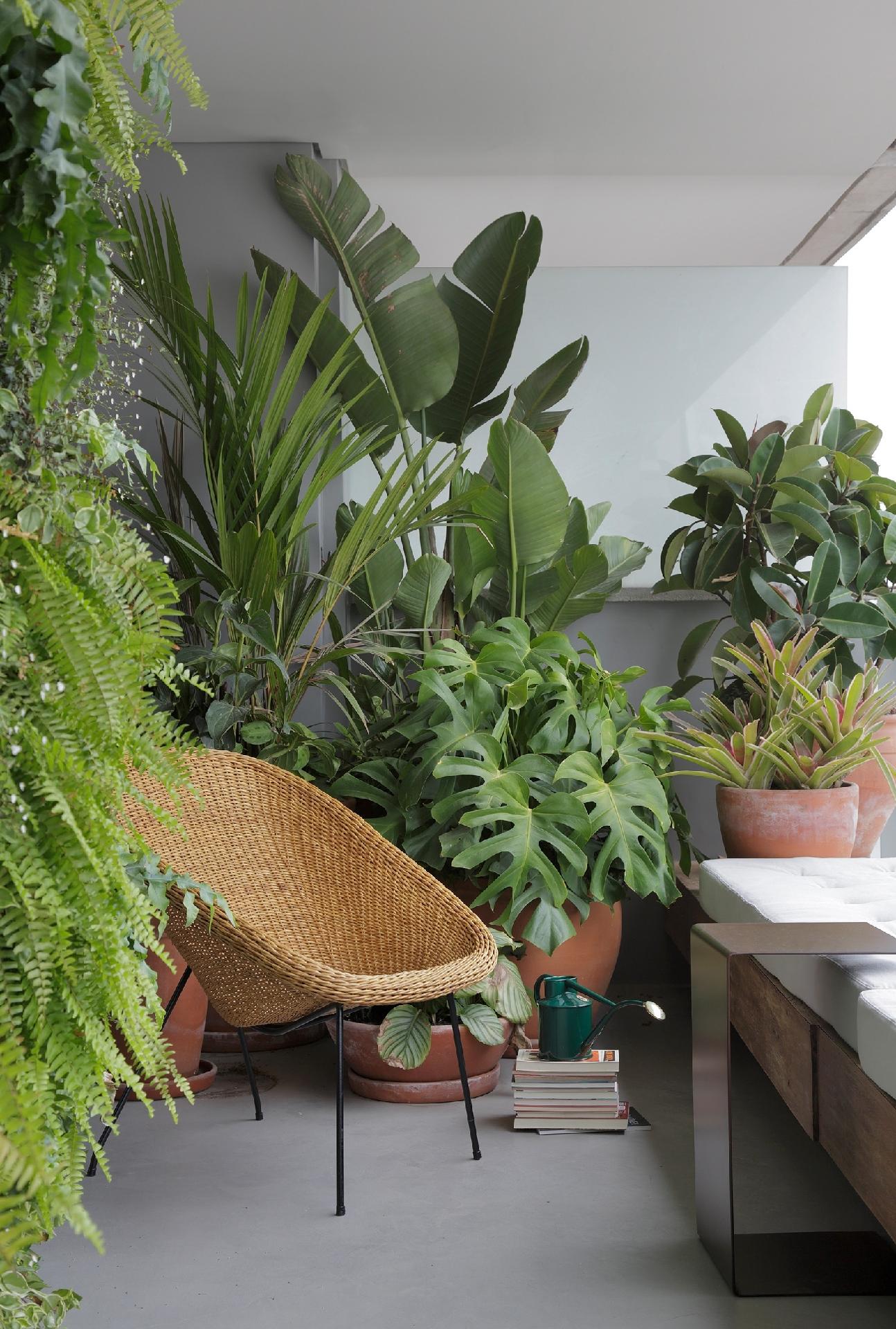 Diferentes espécies enriquecem o terraço deste apartamento, deixando o clima ameno e relaxante para a família. A paisagista Bia Abreu mesclou plantas de meia-sombra, como costela-de-adão, palmeira-laca e strelitzia augusta. Já a ficus elástica aprecia a luz direta do sol, portanto, é vale cultivá-la perto de uma janela - Denilson Machado/MCA Estúdio | Divulgação