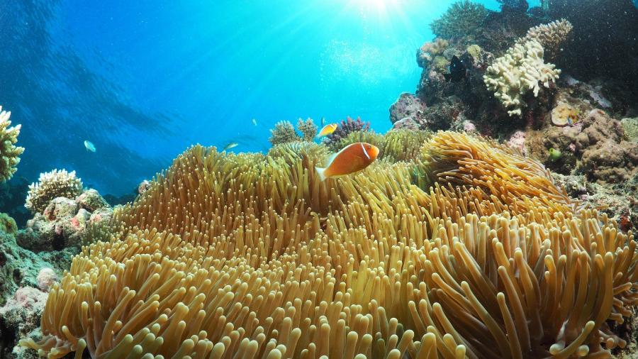 Inclusão da Grande Barreira de Corais na categoria seria vergonhosa para Austrália - Coral_Brunner/Getty Images/iStockphoto