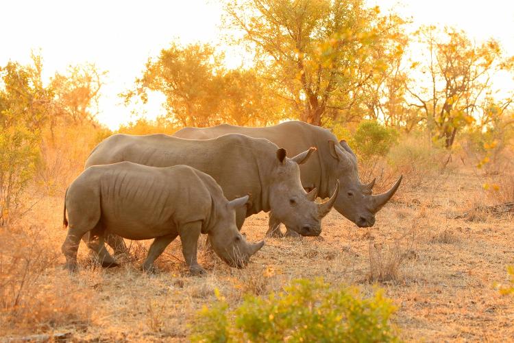 Rinocerontes podem ser vistos no Parque Nacional Kruger, na África do Sul