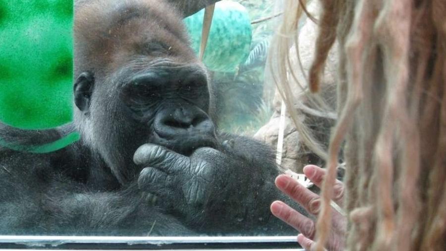 Ao ver os gorilas pela primeira vez, Prince-Hughes conta que teve uma epifania - Jo Fidgen