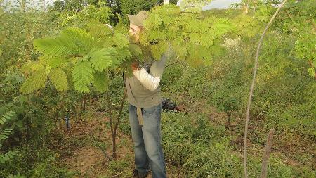 Monitoramento de um angico plantado na área do experimento - Gislene Ganade. - Gislene Ganade.